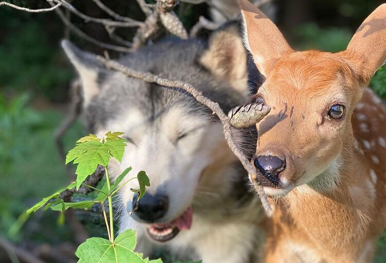 Deer kept as family pet by Saul Lopez Raya and Trixi Lopez in Fishers, Indiana